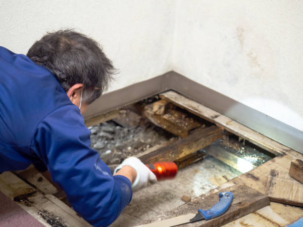 Best Mold Inspection  in Vail, CO