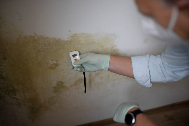 Best Office Mold Removal Services  in Vail, CO