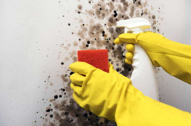 Best Mold Remediation Experts  in Vail, CO