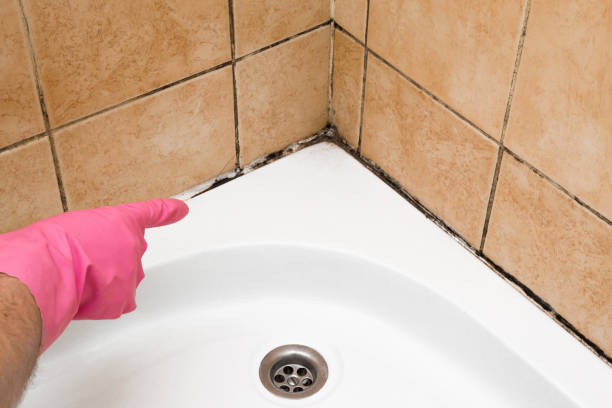 Best Crawl Space Mold Removal  in Vail, CO